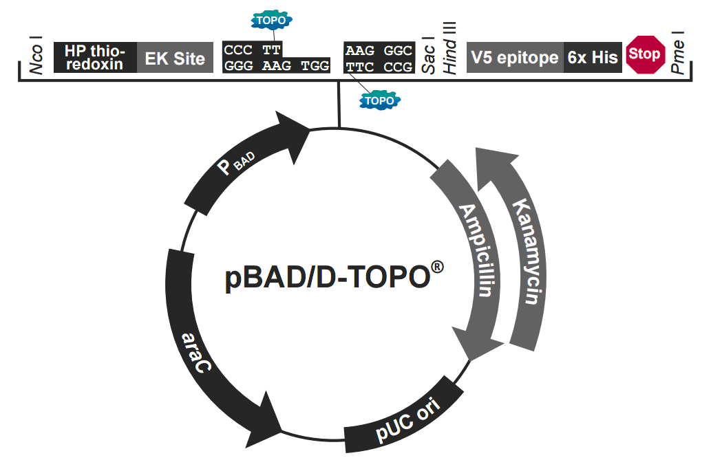 pBAD102-D-TOPO 载体图谱